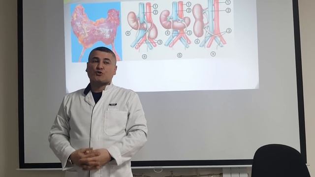 Мочевыделительная система. Почки. Нефрон. Часть 2 / Urinary system part 2 смотреть онлайн