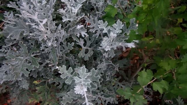 Однолетники которые имеют свойства многолетников смотреть онлайн