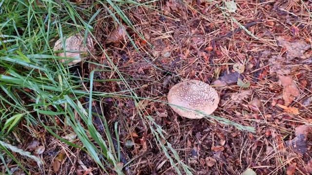 BLUSHER MUSHROOM in Berkshire UK | Amanita Rubescens смотреть онлайн