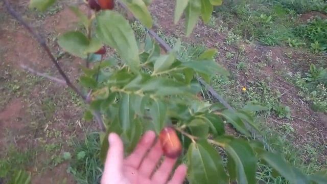 КАК ЗРЕЕТ ЗИЗИФУС (УНАБИ) в 2022. Какие СОРТА БЕЗ КОЛЮЧЕК. Реакция ПЛОДОВ НА ХОЛОД И ДОЖДИ смотреть онлайн