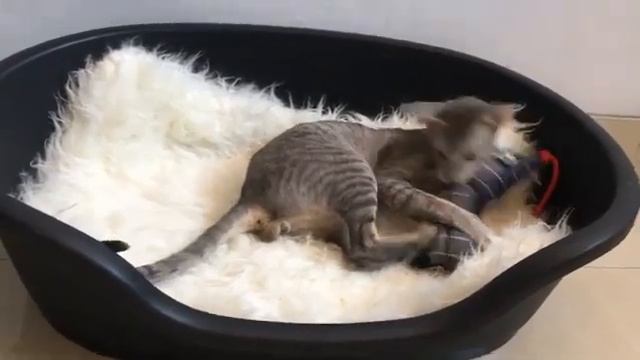 kelucuan kucing Oriental Short Hair смотреть онлайн