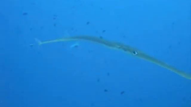 Le poisson cornet смотреть онлайн