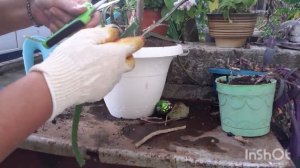 Пересаживаю питахайю. Подвязка к опоре.