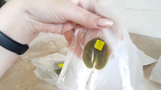 Распаковка посылки с листовыми черенками фиалок/Unpacking a parcel of saintpaulia leafy cuttings смотреть онлайн