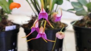 Проблемы в выращивании масдеваллий в домашних условиях.