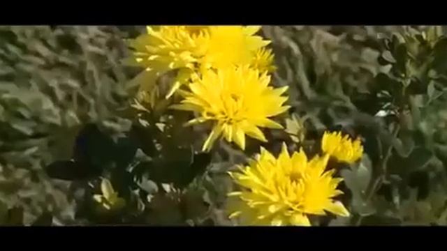 Открытие мечети в Шалажи смотреть онлайн