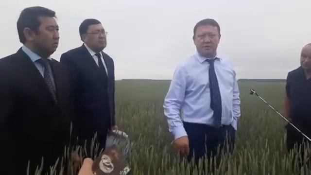 Удобрения на полях - хорошая пшеница. СКО смотреть онлайн
