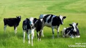 Дар хоб гов бинад агар чи мешавад.