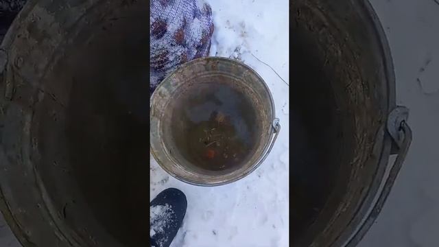 БУДНИ,ДЕРЕВНЯ,ГОТОВИМ КРОЛИКАМ.
кортофель кроликам#сельская жизнь смотреть онлайн