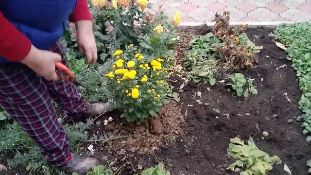 Хризантемы укрываем на зиму смотреть онлайн