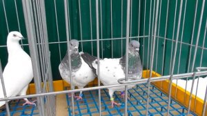 Голуби Выставочного направления.Белые Будапештские высоколетные голуби