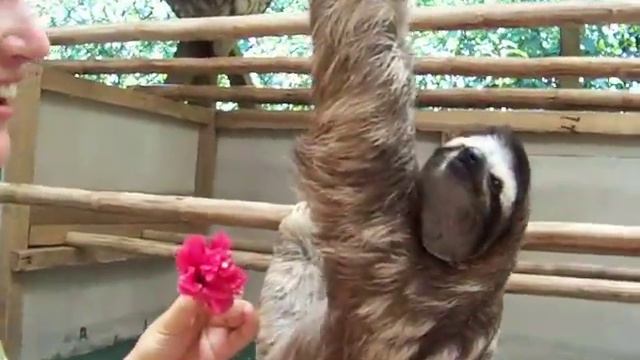 Sloth Wants A Hug! смотреть онлайн
