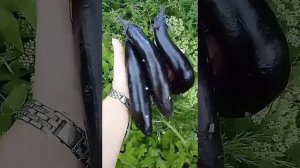 Урожайные сорта баклажанов для северных регионов