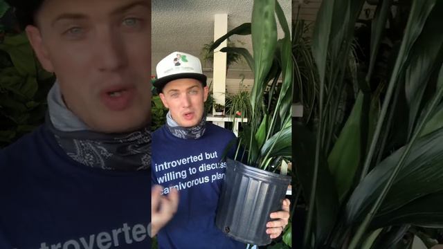 Cast Iron Plant Care смотреть онлайн