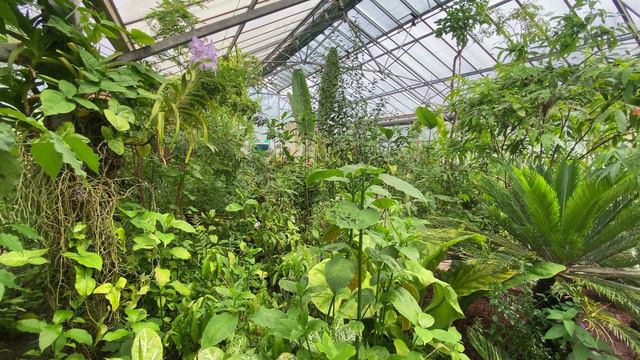 Creating a Tropical Butterfly House - The Complete Starter Guide - Tropical Butterflies UK смотреть онлайн