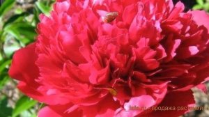 Пион травянистый Мэни Хэппи Ритернз (paeonia) ? обзор: как сажать, саженцы пиона Мэни Хэппи Ритернз