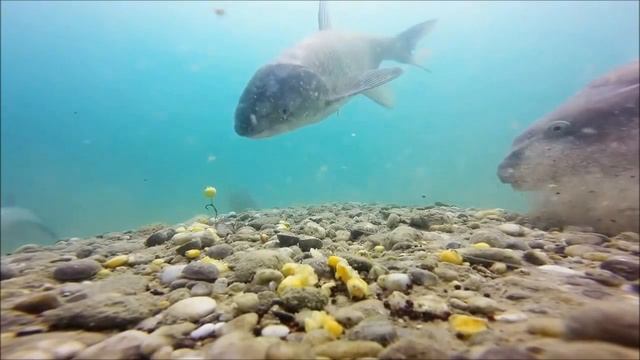 Клев карпа смотреть онлайн