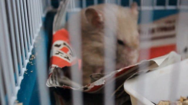 Хомяк моется смотреть онлайн