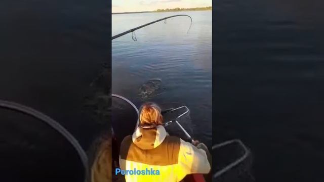 Поимка зачётного жереха на поролошку. Poroloshka с капсулой рулит! смотреть онлайн