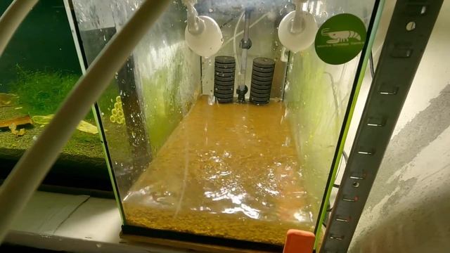 The Minimalist Breeder Shrimp Tank: New Setup For Freshwater Panda Shrimp (Shrimp Tank Tutorial) смотреть онлайн