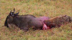 Гиена в деле