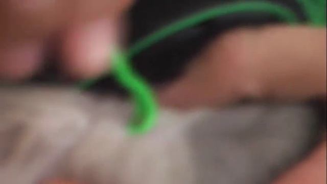 Как удалить клеща у собаки. Как извлечь клеща у кота. смотреть онлайн