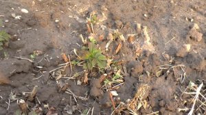 Размножение ремонтантной малины