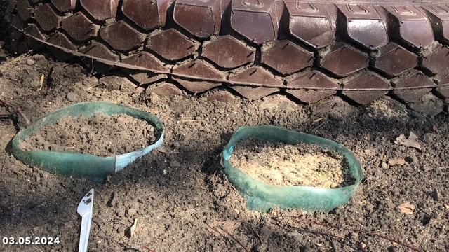 Мшанка из семян. Четвертый месяц после посева смотреть онлайн