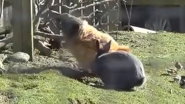 Weird animal romance - amorous rabbit woos hard-to-get chicken! 92 смотреть онлайн