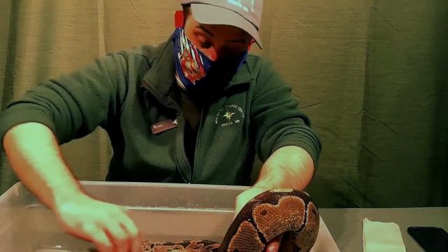 Shedding Snake! смотреть онлайн