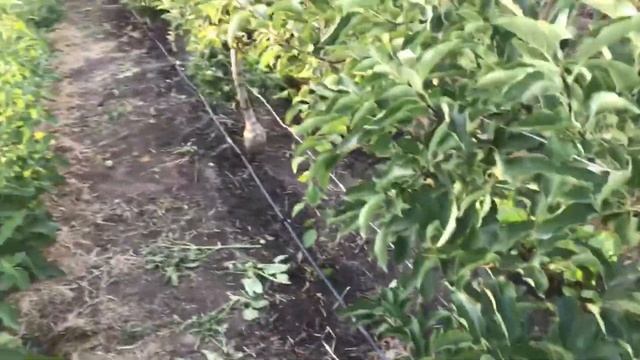 Юкка в моем саду: цветение с 17 по 28 июня 2022 смотреть онлайн