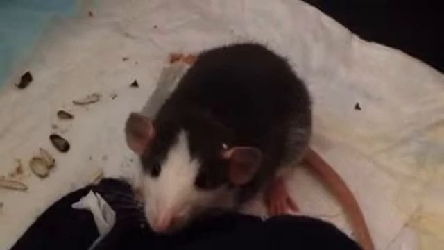 Хомяка Фаню укладывают спать смотреть онлайн