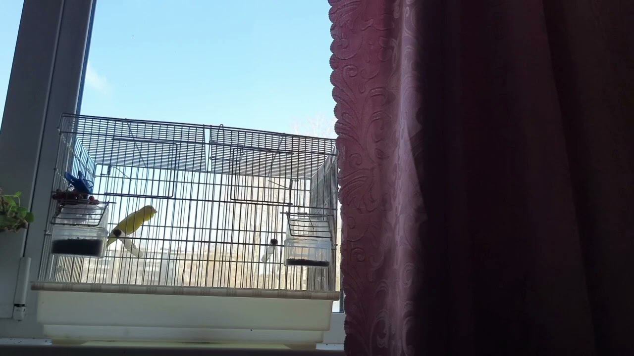 Песня кенара 21 ноября 2022 год. смотреть онлайн