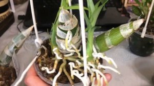 Катасетумы и хизис весной : уход и рост после зимовки