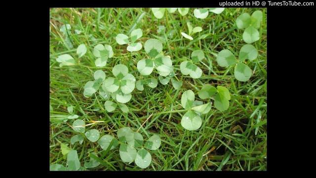 Odd Kjell og Gilbert Helgeland - Blant kløver og timotei смотреть онлайн