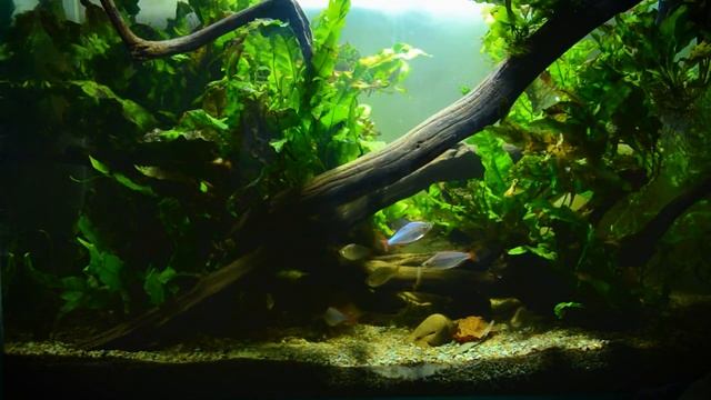 Неоновая радужница (Melanotaenia praecox) смотреть онлайн