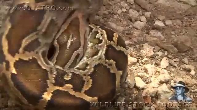 Python eats Rat 06, Time Lapse Speed x4 смотреть онлайн
