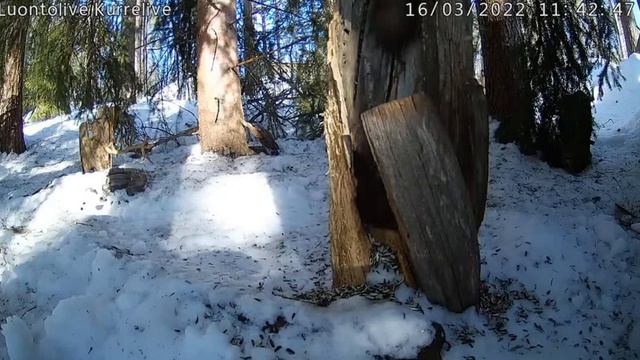 Белка завтракает#Белка# птички#Финляндия смотреть онлайн