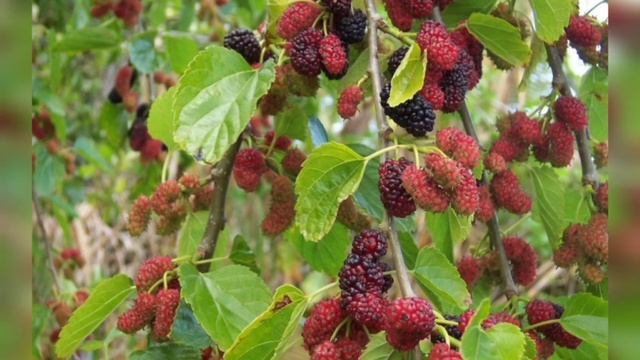 Шелковица смотреть онлайн