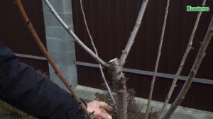 Как сформировать черешню?!