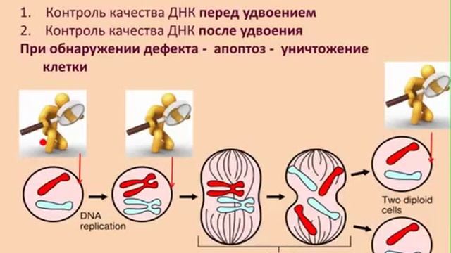 ДИЭНАЙ Врач Пономарёва Е Н  г Новосибирск Практика применения линейки ДИНАЙ при пухолевых заболеван