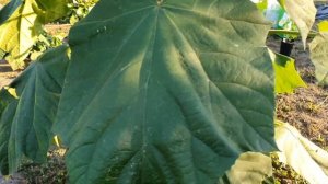 Павловния войлочная после тех среза на 5й год