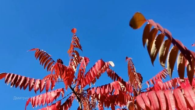 Варварино счастье. Рассказ смотреть онлайн