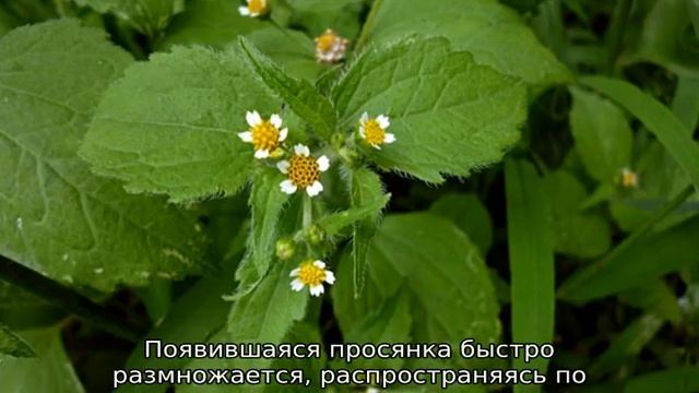 Сорные травы: список, описание, как называются смотреть онлайн