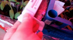 Замерзает или закаляется РАССАДА? Пять дней и пять ночей на ХОЛОДНОЙ лоджии.Выдержит ли?