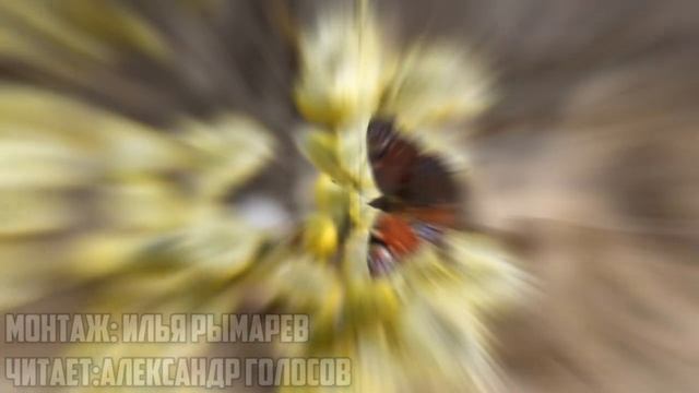 Дорога к родному дому смотреть онлайн