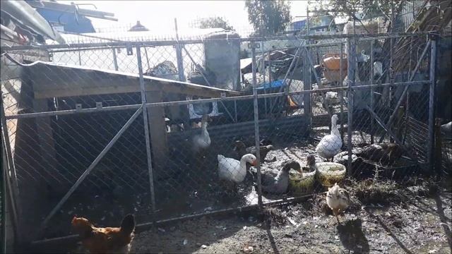 Не удалось определить пол гусей.Обзор как растут цыплятки. смотреть онлайн