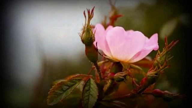 Bach: Magnificat [Corboz] Rachel Yakar, Birgit Finnilä, Van Dam, Smith, Rolfe смотреть онлайн