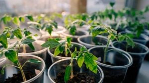 Как вырастить помидоры на подоконнике