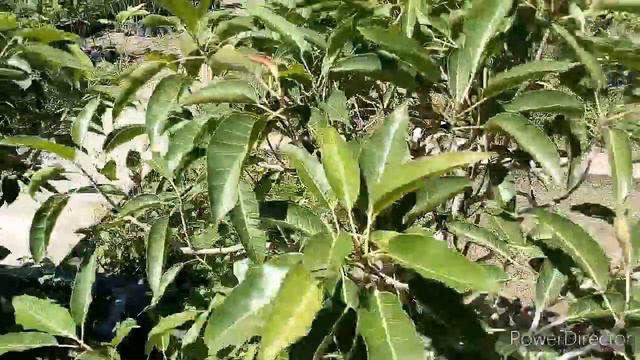 🍁23#🍁plant shopping 🍃🌿and garden tour🍁 смотреть онлайн